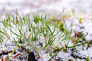 Green grass sprouts from under the snow