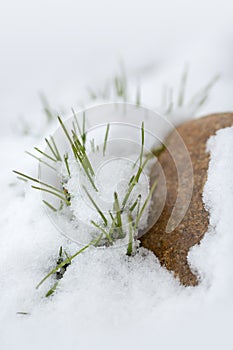 Green grass sprouts under the snow. Early spring.