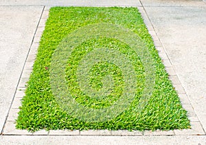 Green grass on square concrete block