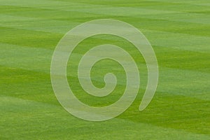 Green grass in a stadium or sports field
