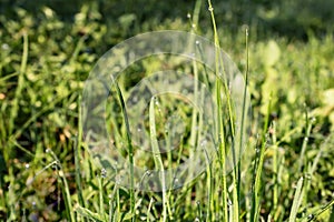 Green grass stalks close up in the morning dew