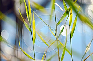 Green grass stems bright Sunny day against the blue water of the rive