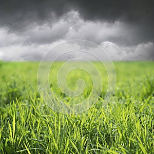 Green Grass on stormy day