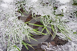 The green grass in the stream is covered with ice