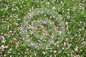 Green grass strewn with petals of pink Apple flowers