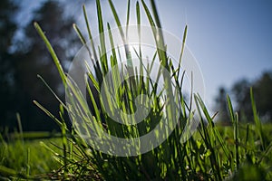 Green grass in the sun close up