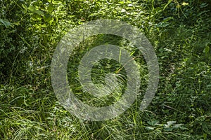 Green grass background textures