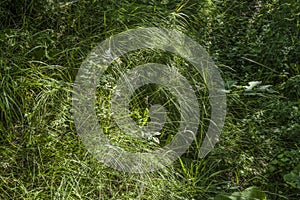 Green grass background textures