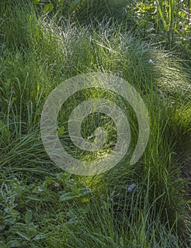 Green grass background textures
