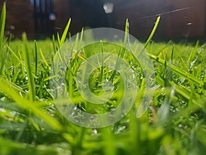 Green grass with sun rays reflecting over spider webs