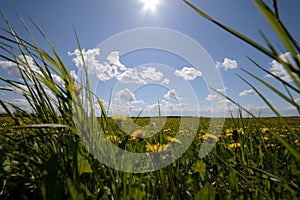 Green grass and sun, rural landscape