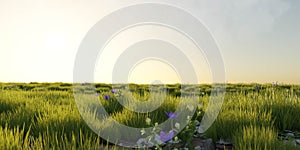 green grass sun set meadow grassland landscape 3d render illustration