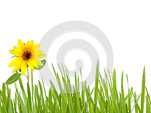 Green grass with sunflower