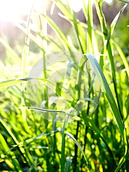 Green grass in sunlight