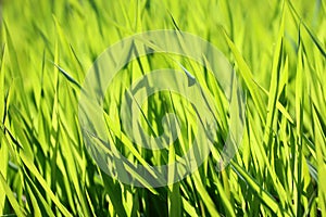 Green grass in sunlight, blurred background