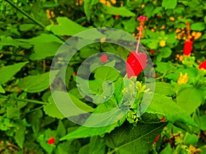 green grass in sunny day background bright coolors