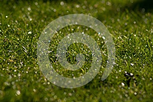 Green grass in sunny day after rain