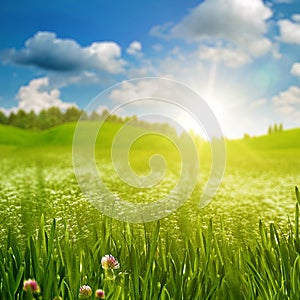 Green grass on the sunny meadow