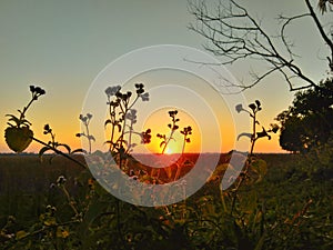 Green grass with sunset background