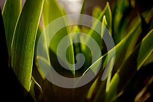 Green grass at sunset, dawn, close-up photo, selective focus,