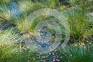 Green grass in the swamp, moor landscape