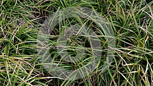 Green grass swaying in the wind. Long grass swinging on farm or field. Abstract natural background. Panning right. Close