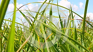 Green grass sways in a gust of wind against a blue sky.