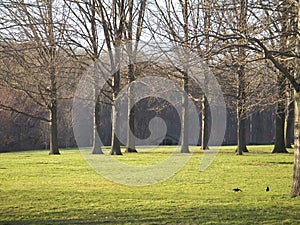 Green Grass and Tall Trees