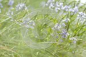 Green grass and tender blue flowers in the field