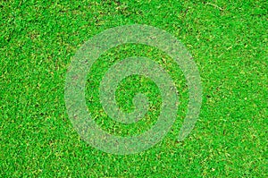 Green grass texture