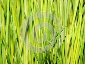 Green grass texture