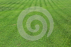 Green grass texture