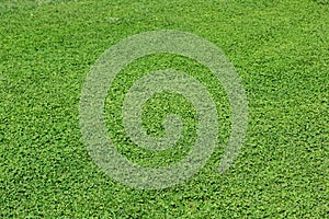 Green grass texture