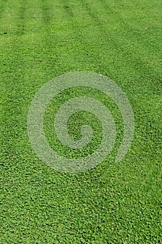 Green grass texture