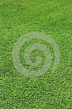 Green grass texture