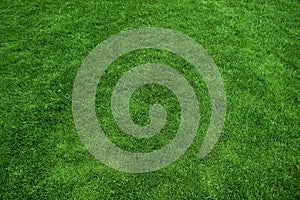 Green grass texture