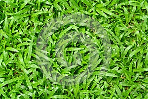 Green grass texture