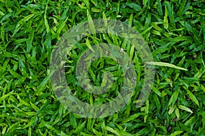 Green grass texture as background
