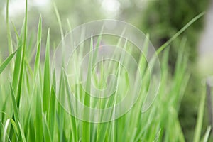 Green grass texture as background. Perspective view and selective focus. artistic abstract spring or summer background