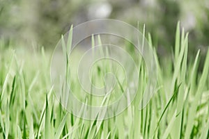 Green grass texture as background. Perspective view and selective focus. artistic abstract spring or summer background