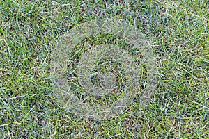 Green grass texture as a background, top view, horizontal