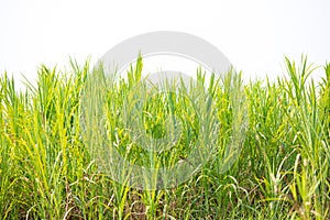 Green grass texture for backdrop or background isolated on white background.