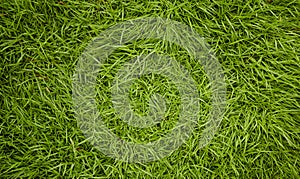 Green grass texture background