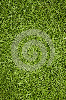 Green grass texture background