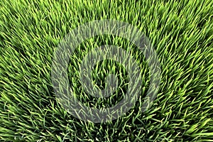 Green Grass Texture Background