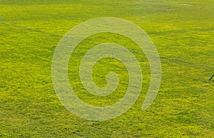 Green grass texture background