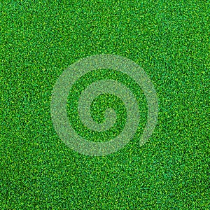 Green grass texture for background