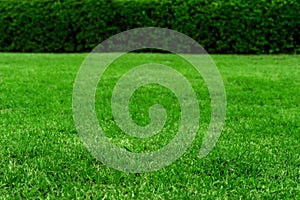 Green grass texture background, colorful freshness grass