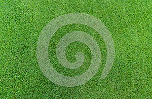 Green grass texture background. Golf course grass. Top view of green grass of turf lawn texture background. Turf grass on golf