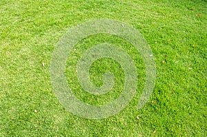 Green grass texture for background. Green lawn pattern and texture background